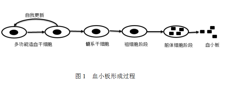 图1血小板形成过程.png