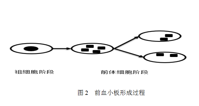 图2前血小板形成过程.png